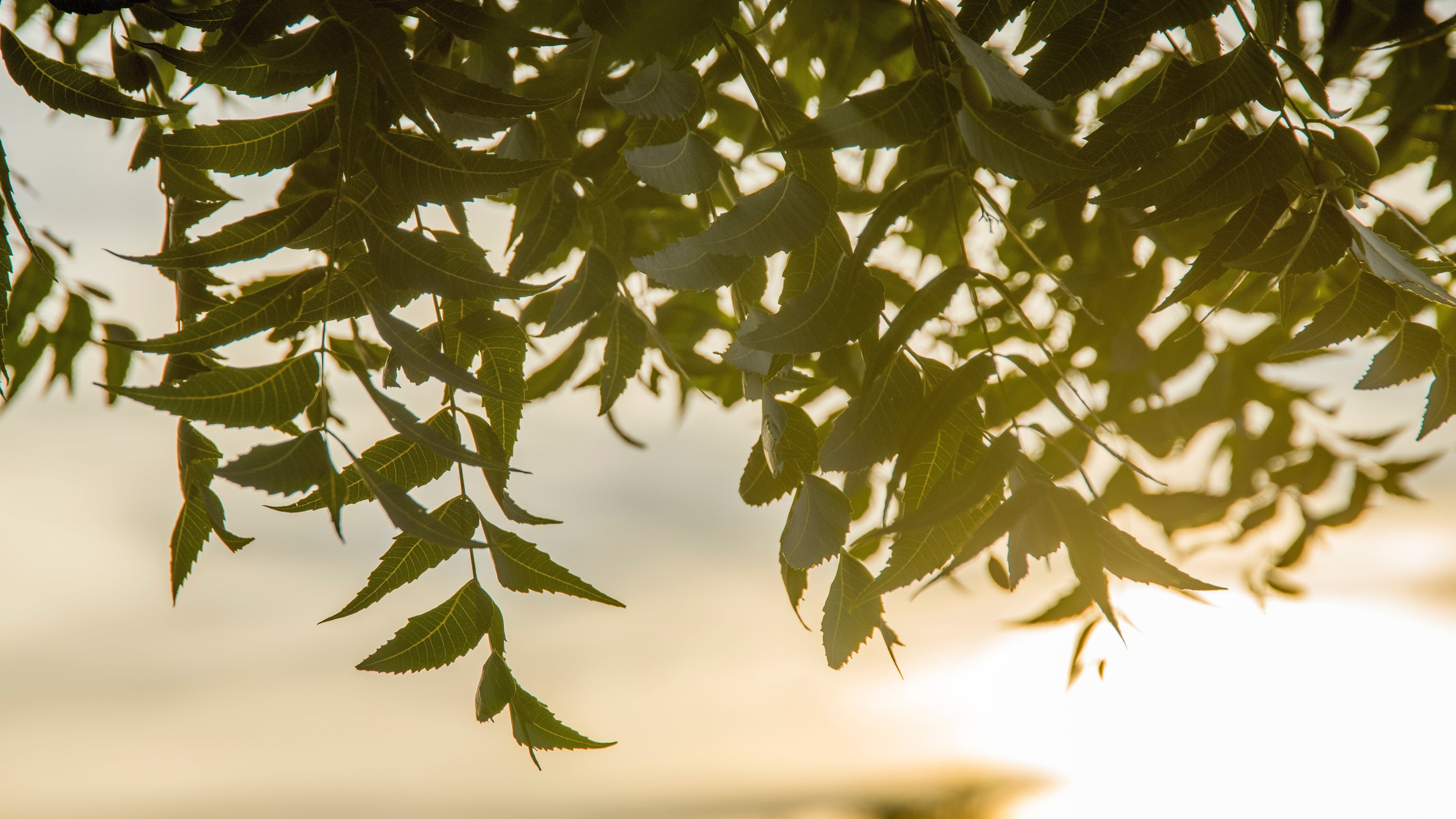 Blätter des Neem-Baums im Gegenlicht: Grundlage des Wirkstoffkomplexes NEEMAVERA® von natüür