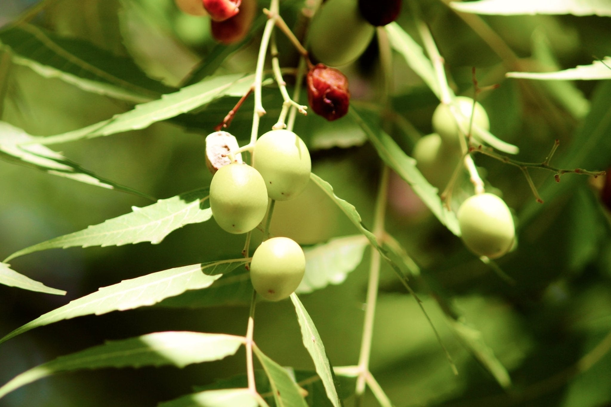 Antioxidative Wirkung von Neem-Extrakt auf die Haut