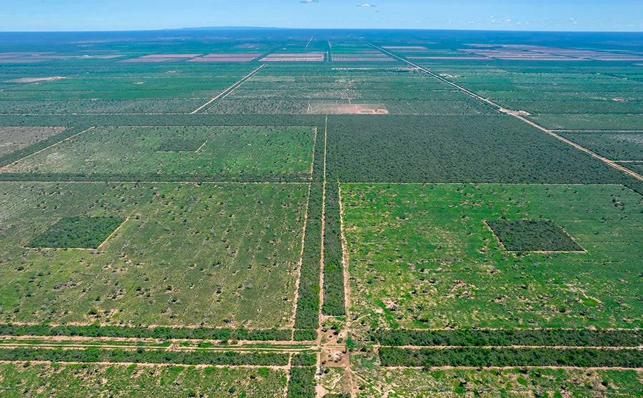 Man sieht eine Lufnaufnahme der Neem-baum Farm in Paraguay. Diese streckt sich über Eineige Hektar, der blaue Himmel ist auch zu sehen.