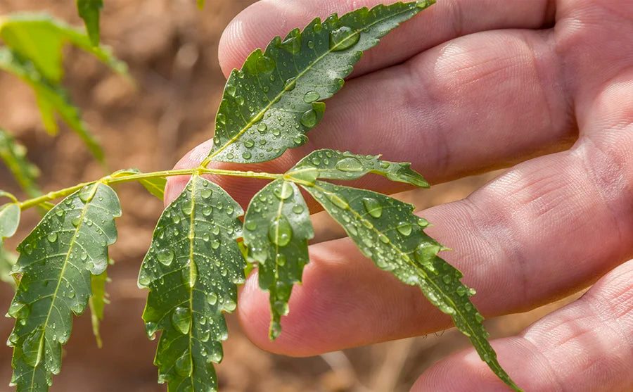 Eine Nahaufnahme von einem Zweig der Neem Pflanze mit den grünen Blättern.