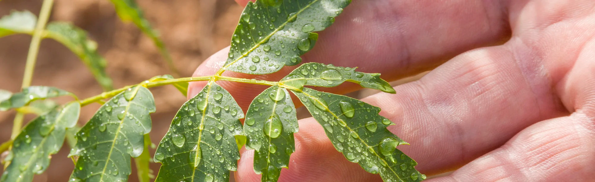 Eine Nahaufnahme von einem Zweig der Neem Pflanze mit den grünen Blättern.