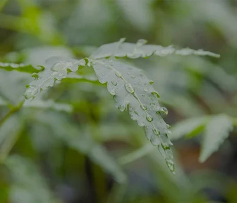 Kleine grüne Neem Pflanzen in unserer Plantage auf unserer Farm.