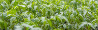 Kleine grüne Neem Pflanzen in unserer Plantage auf unserer Farm.