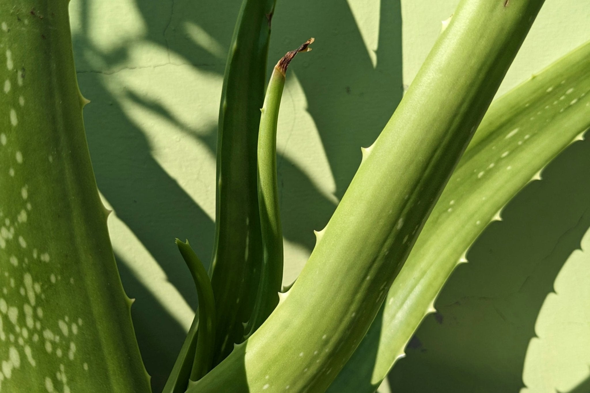 Aloe Vera vs. synthetische Hautpflegeprodukte