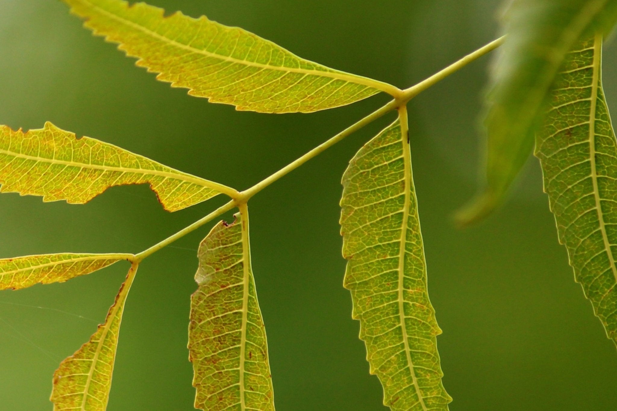 Wie Neem-Extrakt die Hautmikrobiota unterstützt