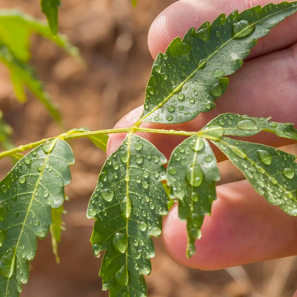 Hautverträglichkeit, entzündungshemmende und antioxidative Eigenschaften unseres Neemblattextrakts dank in-vitro Studie von Dermatest bestätigt