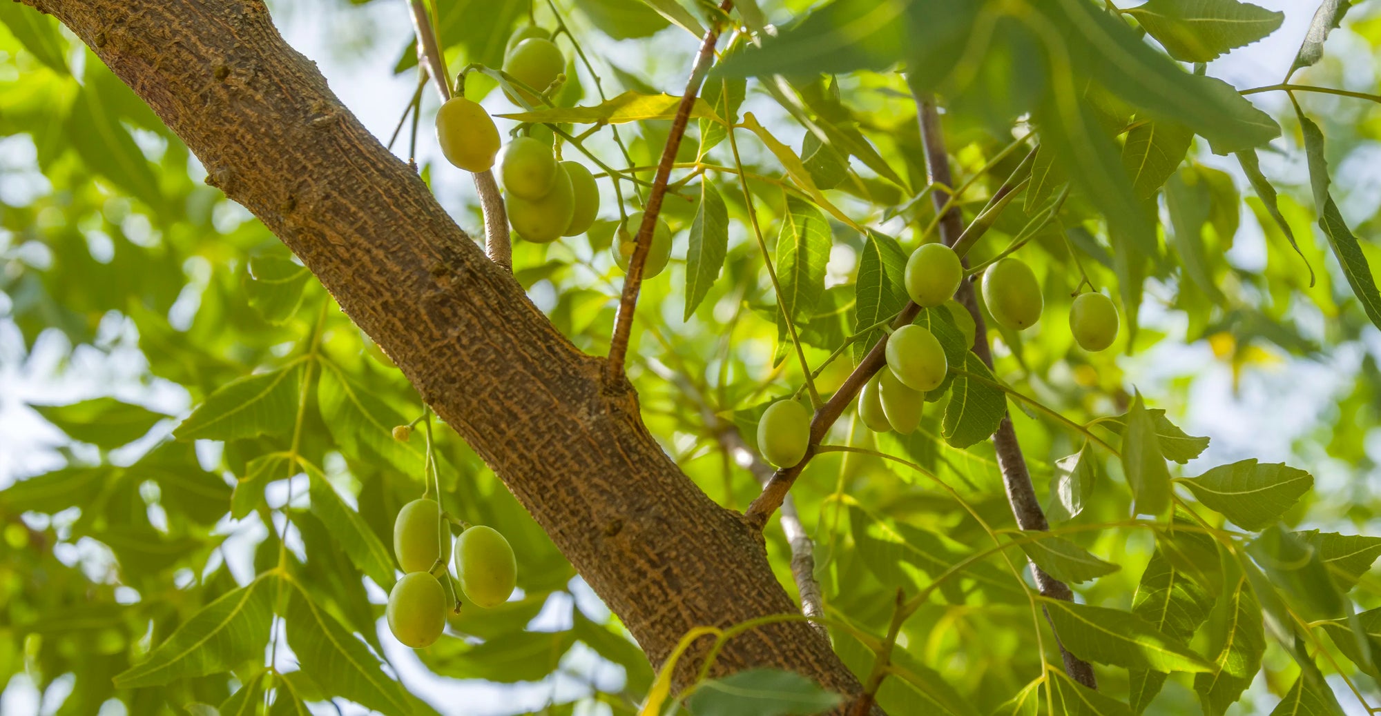 Man sieht eine Nahaufnahme des Neem-Baums. Die Sonne schient durch die Blätter. Man kann auch dei grünen, oliv-förmigen Früchte erkennen, die an den Asten hängen.