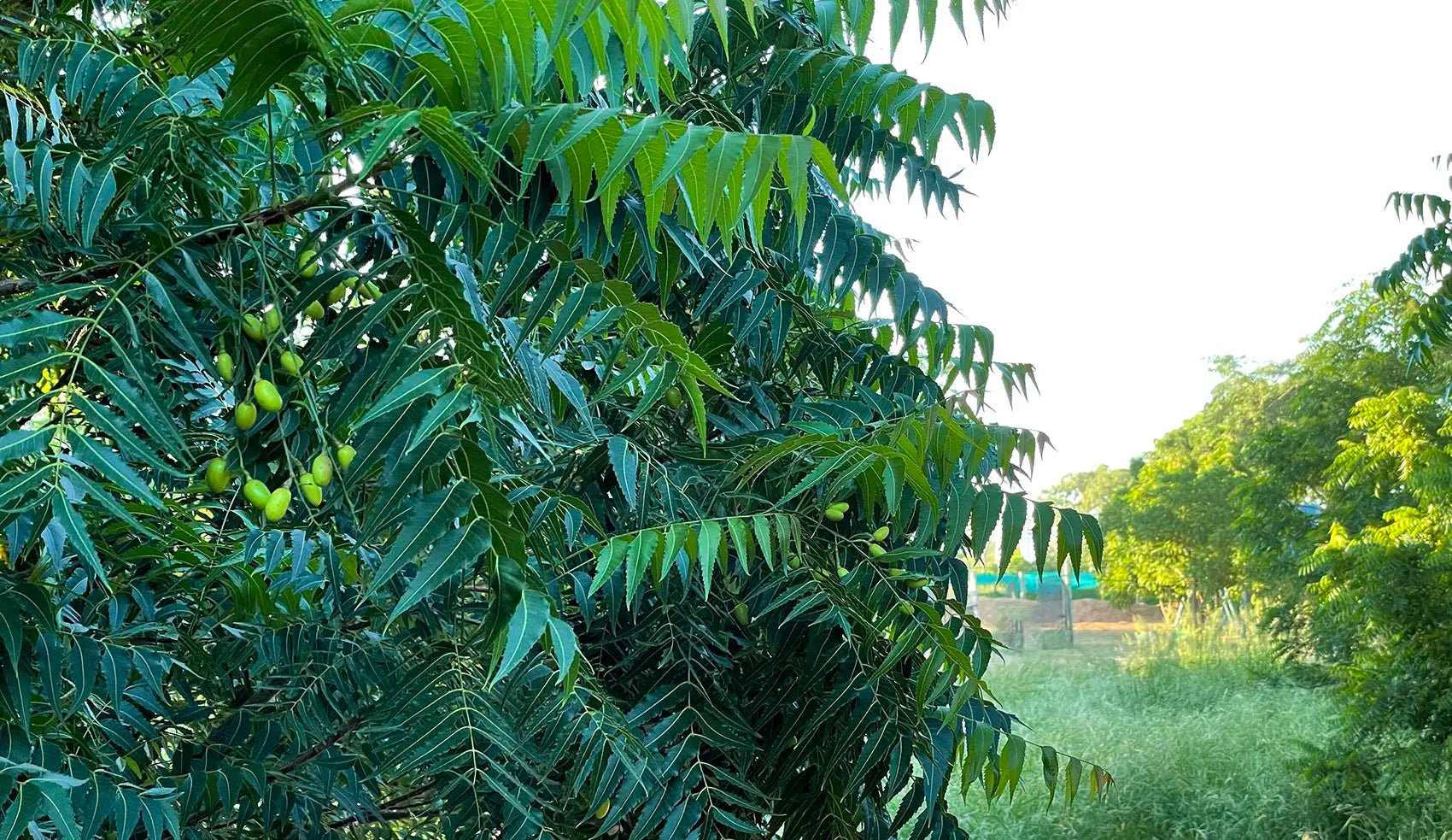 Neembaum auf der Farm in Paraguay.