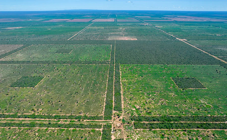 Man sieht eine Lufnaufnahme der Neem-baum Farm in Paraguay. Diese streckt sich über Eineige Hektar, der blaue Himmel ist auch zu sehen. 