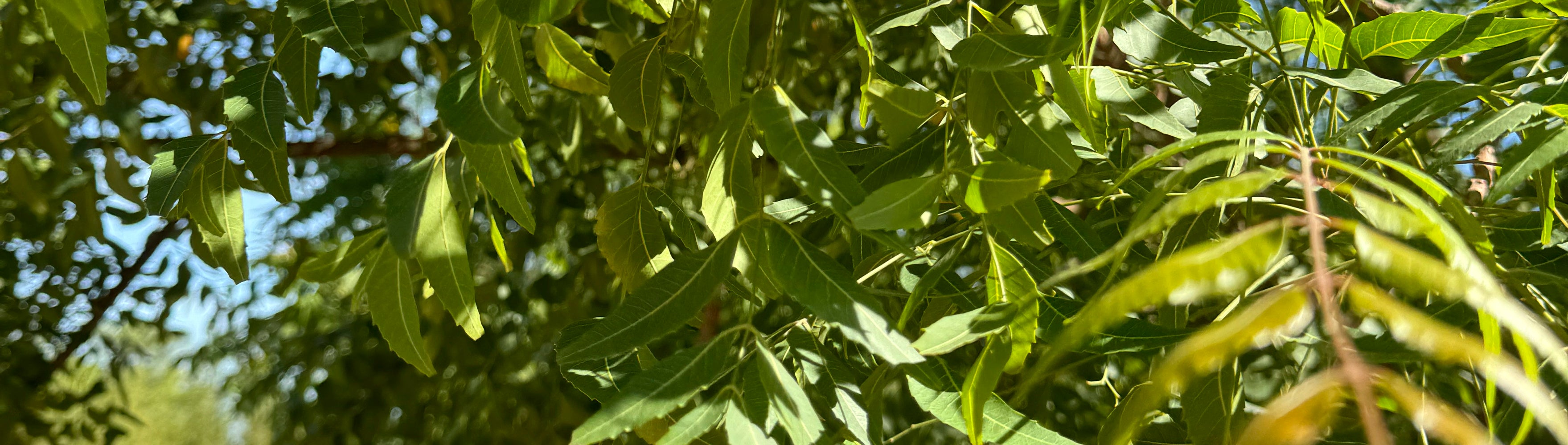 Zu sehen ist eine Nahaufnahme der Neem-Pflanze inklusive grüner Blätter.
